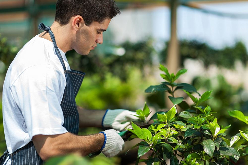 Combien coûte un sécateur de jardin