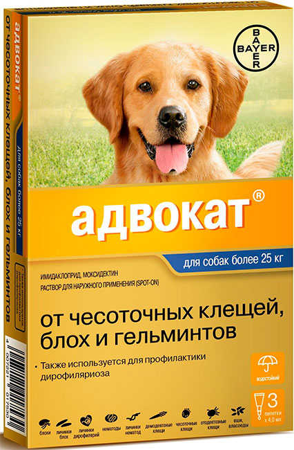 Адвокат